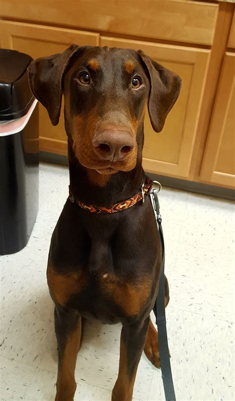 dior doberman ad|View Ad: Doberman Pinscher Dog for Adoption near .